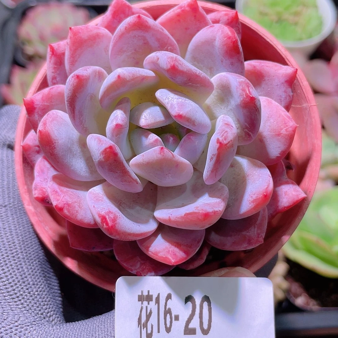 花利美16-20橙梦露