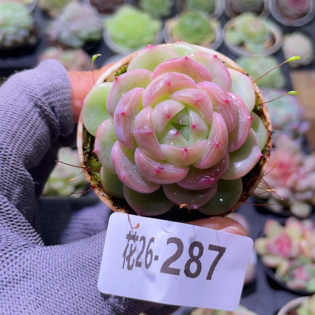 花利美26-287珍妮