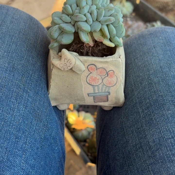 多肉植物花盆花盆