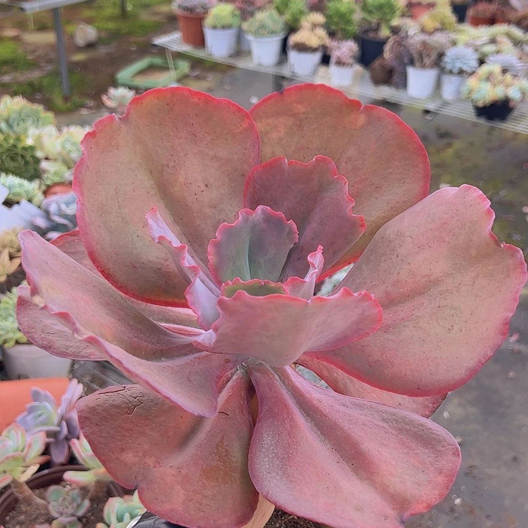 天空之城大单头精品老桩