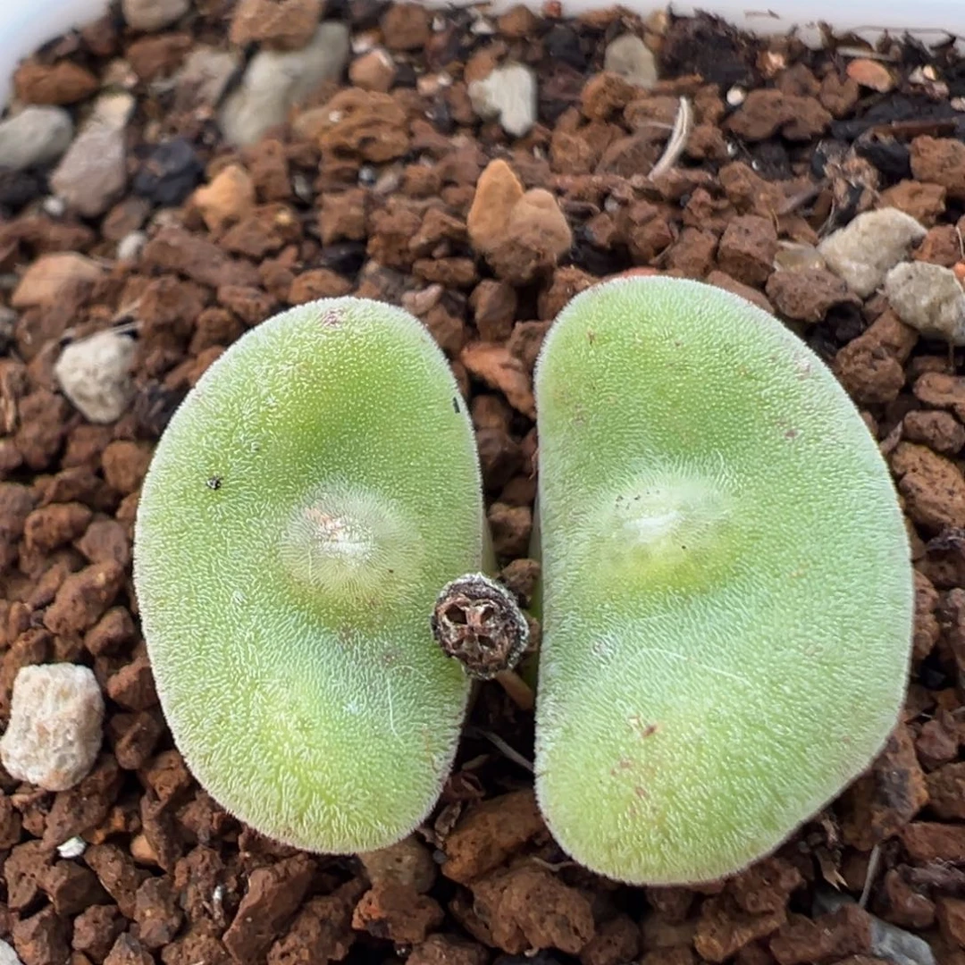 59多肉植物毛饼多肉