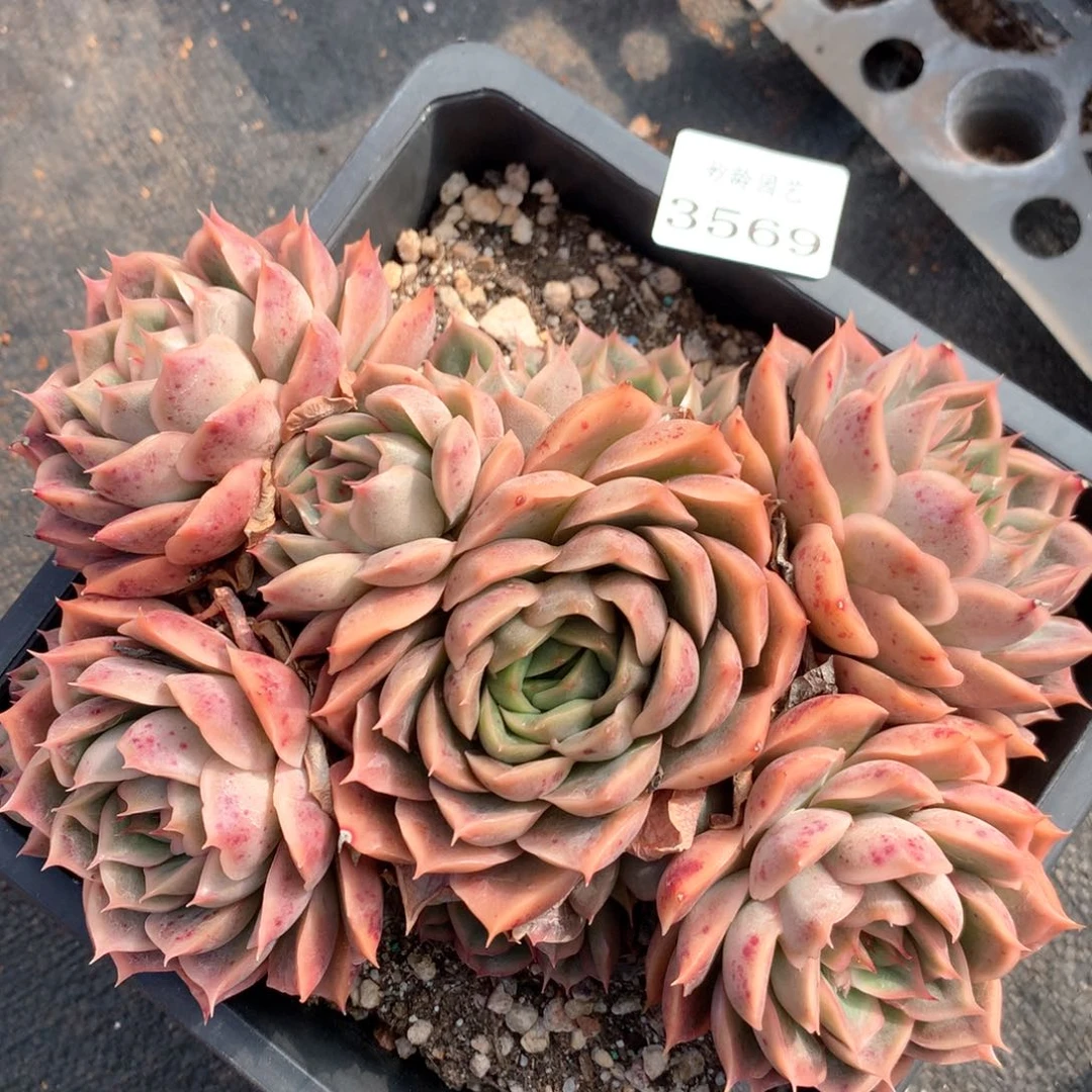 3569杂交多肉植物