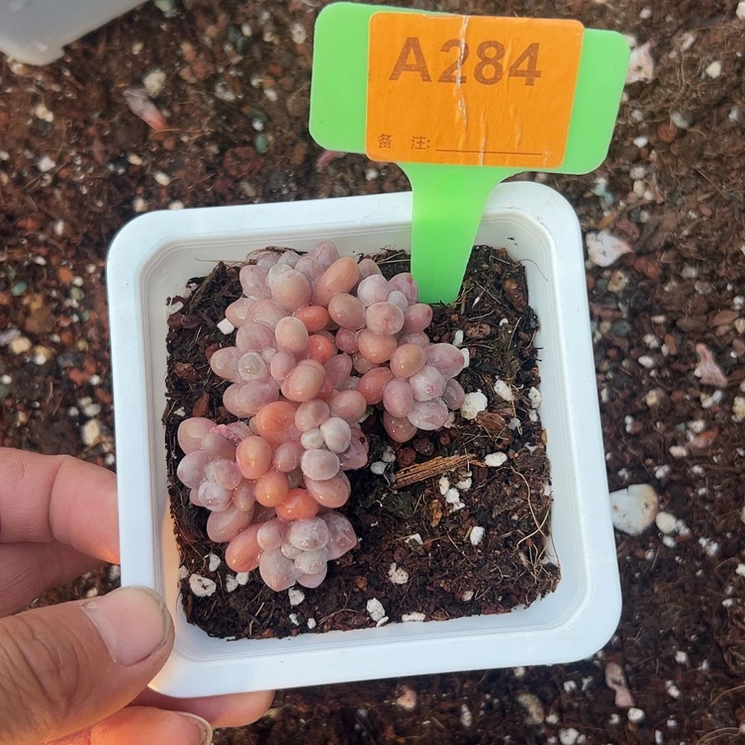 走***的多肉植物一物一拍