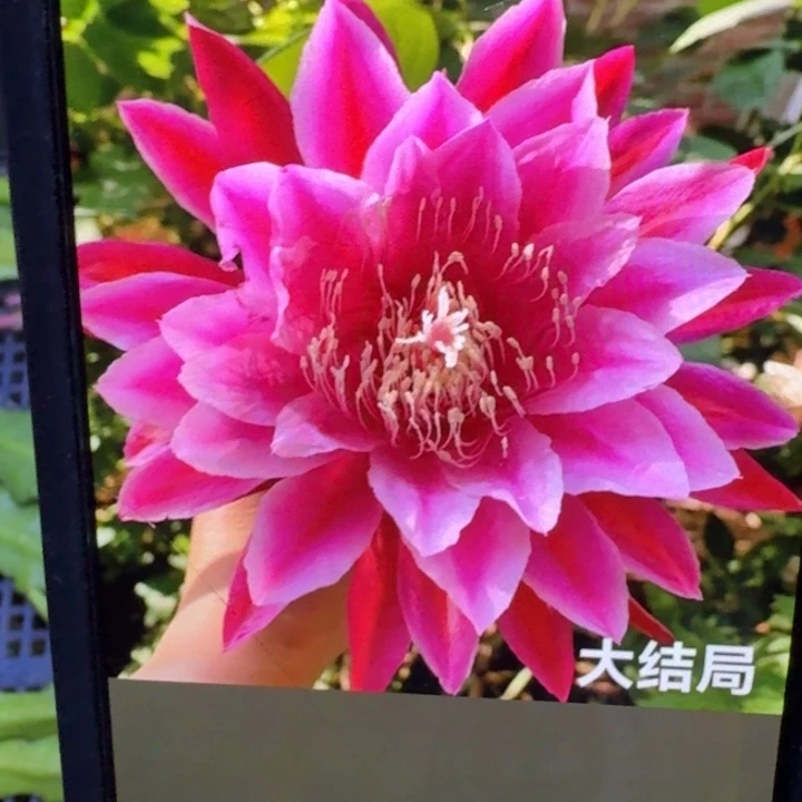 220令箭大结局7公分左右无根侧牙斑,20包邮
