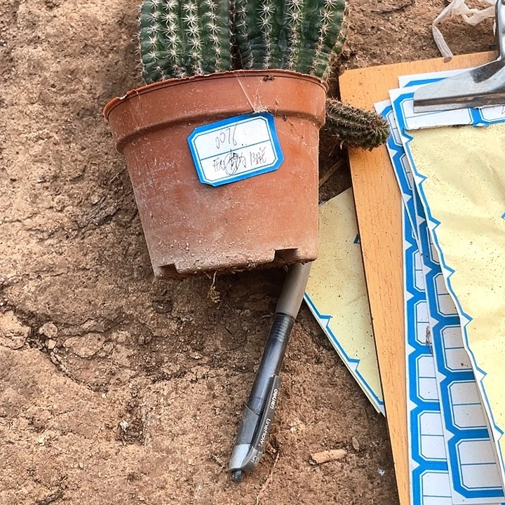 开**猫实生彩草2颗