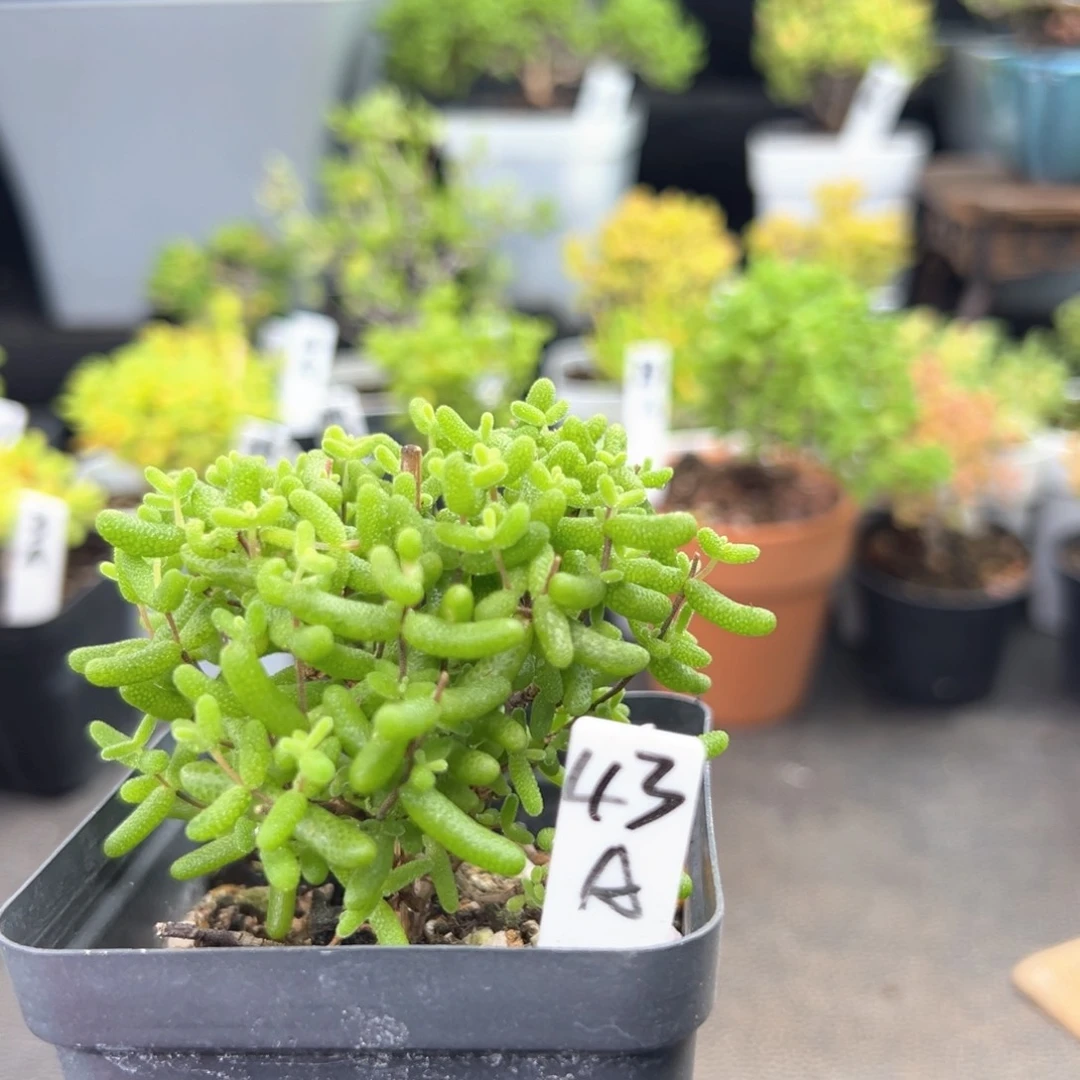 金桔糖球43号6.5厘米盆