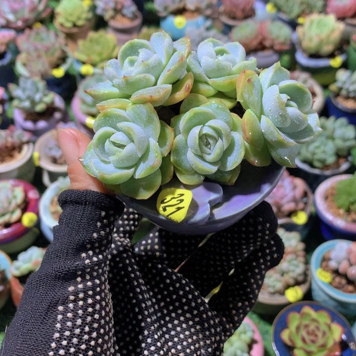 胖虎