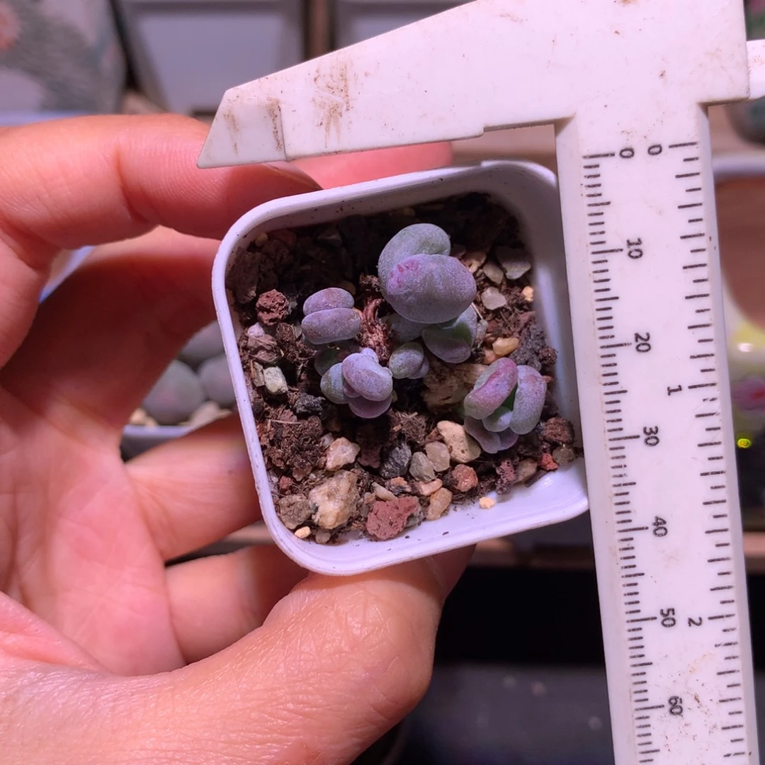 油煎奶酪有点干吧哈哈