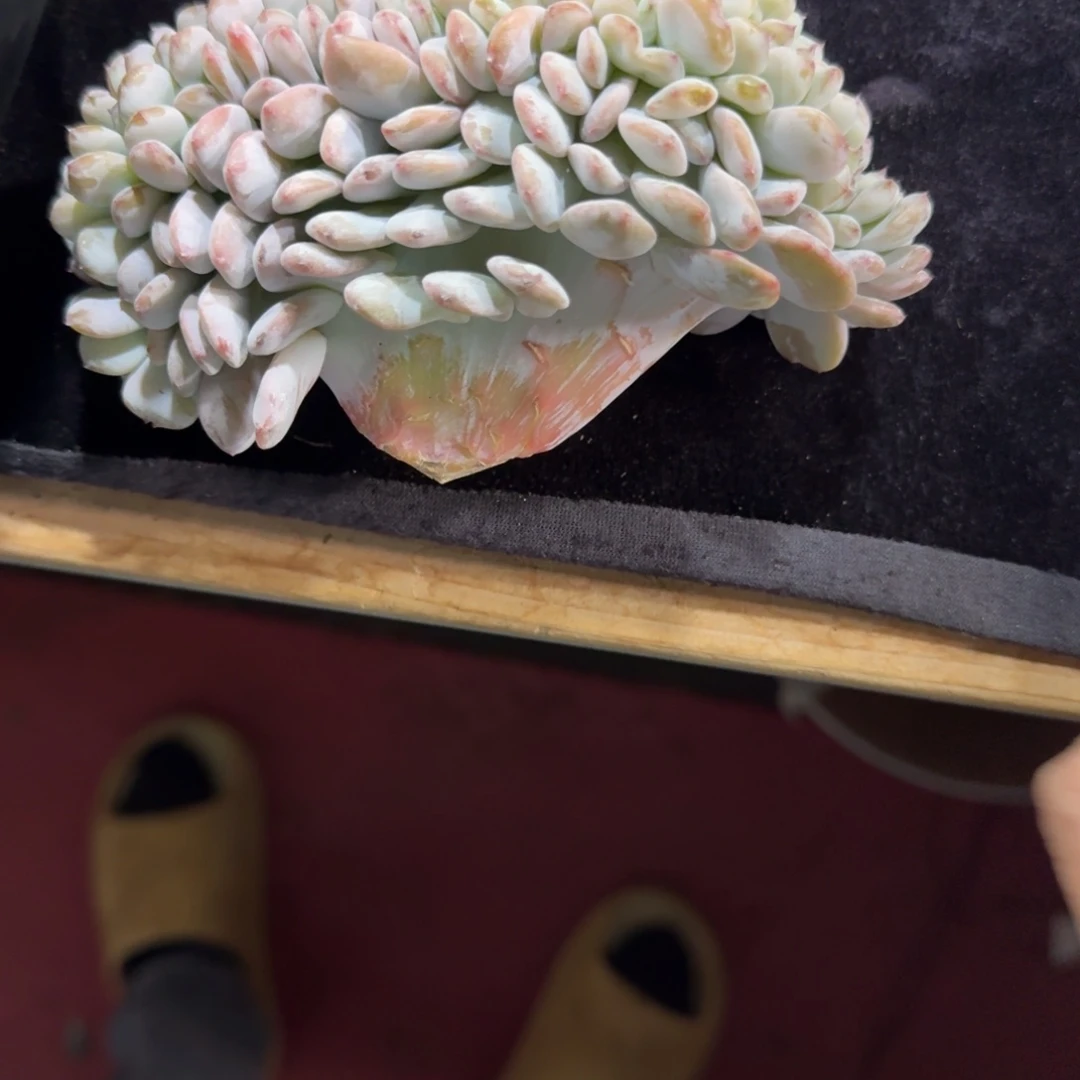 清***新星星雪缀化一物一拍