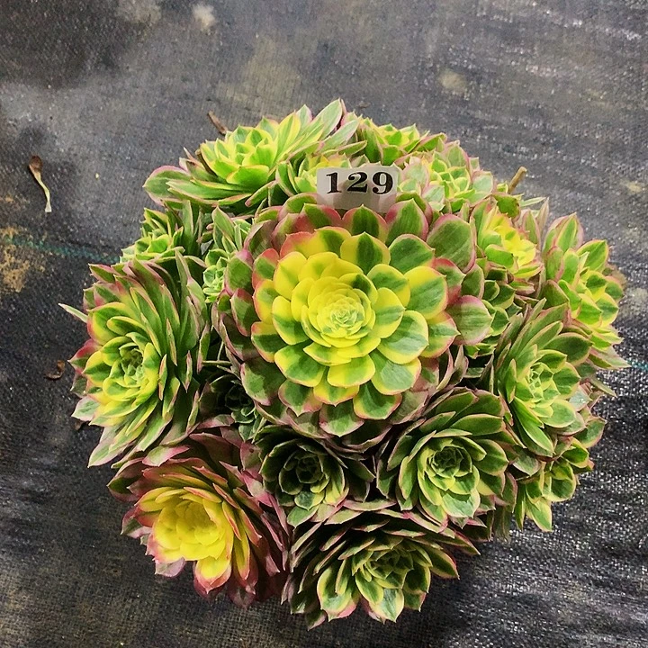 法师海王129000000