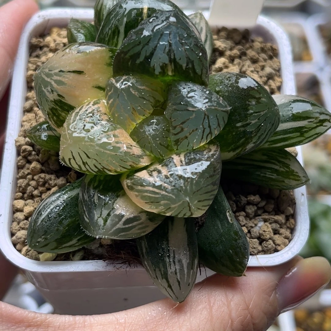 809巨大化胭脂玉露锦哈哈哈哈