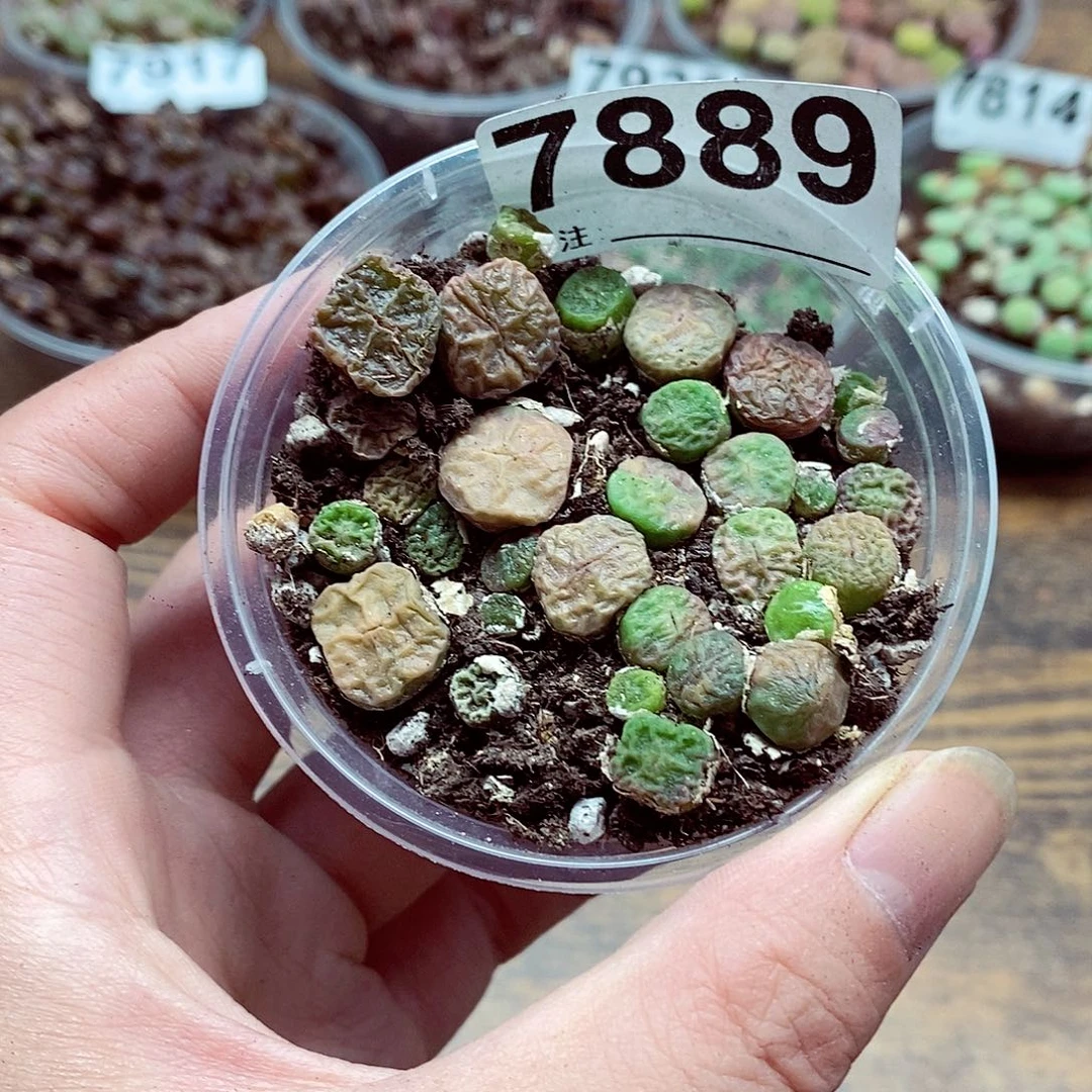 7889烧麦啦啦啦来