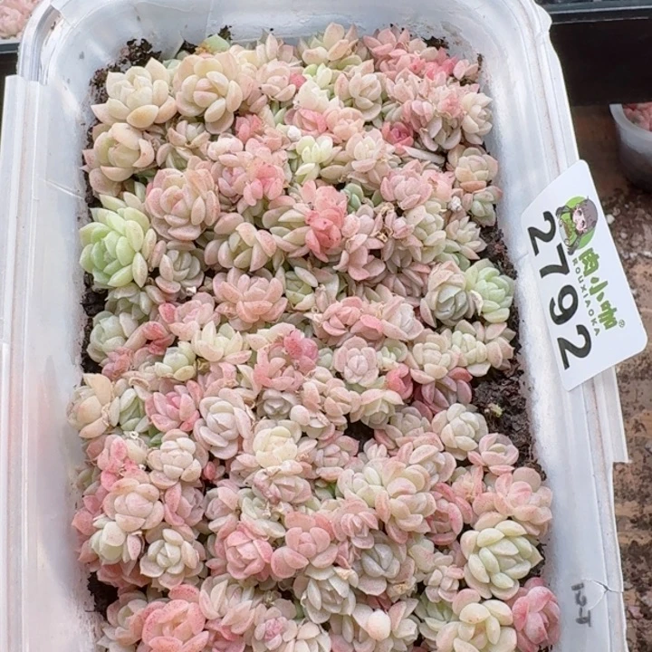 多肉植物多肉植物