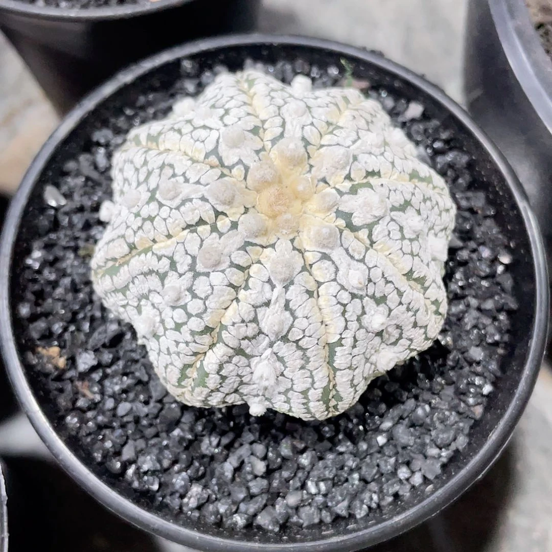 无花朵?***际实生根海星超兜带盆土