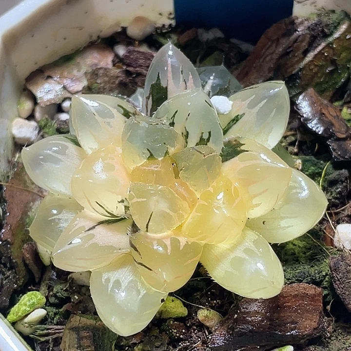 542福利一物一拍的