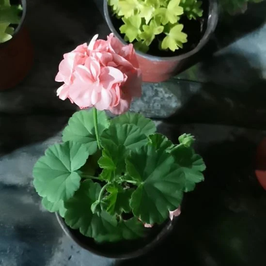 当前无花栽培后可以开花再见梦想
