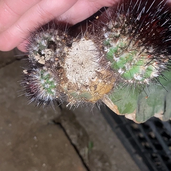 三角接整体一个尤伯球