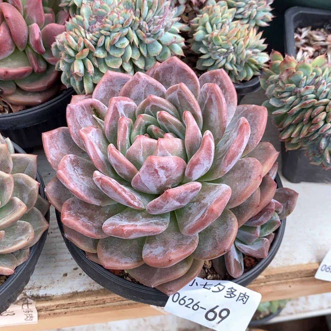 小七夕多肉香槟69