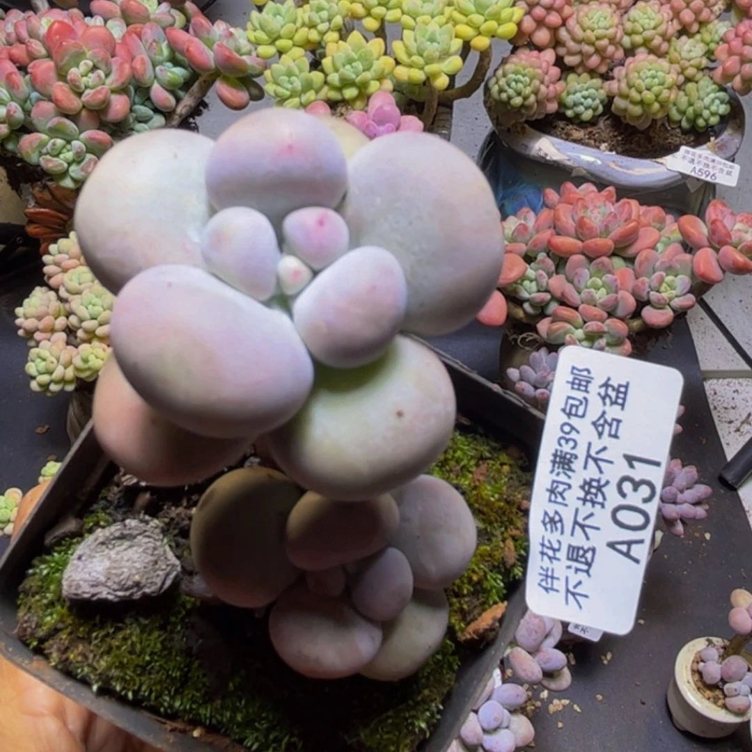 芭比奶酪031/5cm多肉