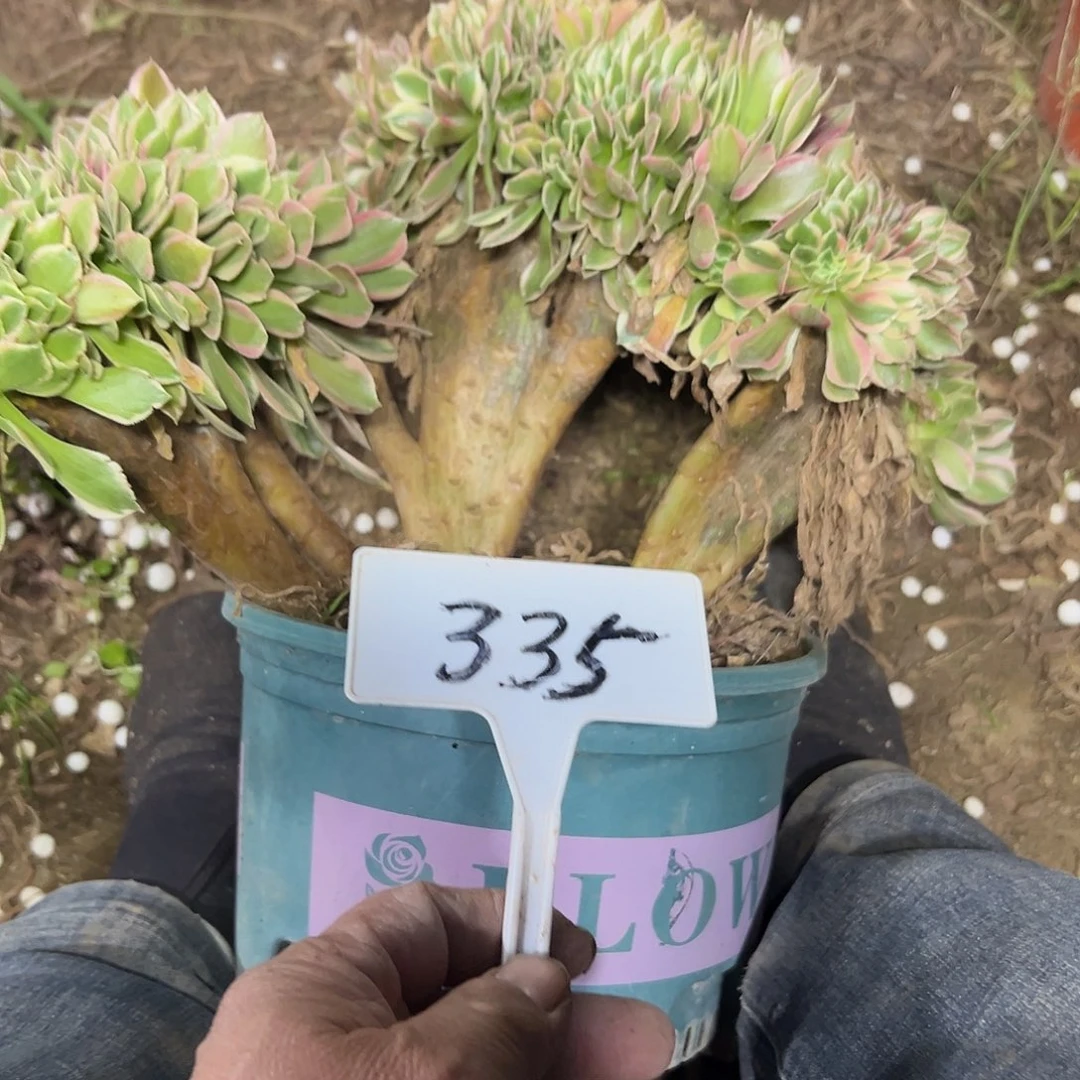 多肉植物女神缀花335