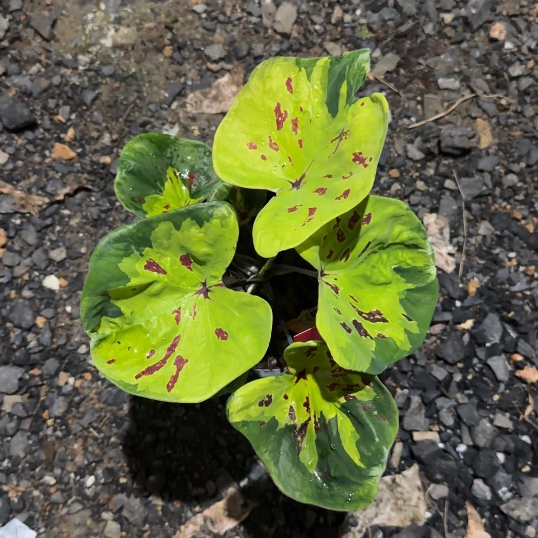 6019-0708泰国发货多肉