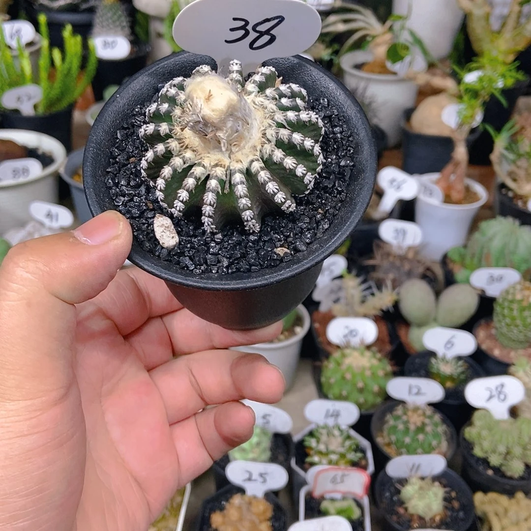 泰系实生猫爪奇特球