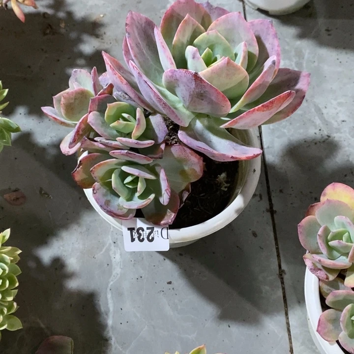米***乐231血凤多肉植物多肉