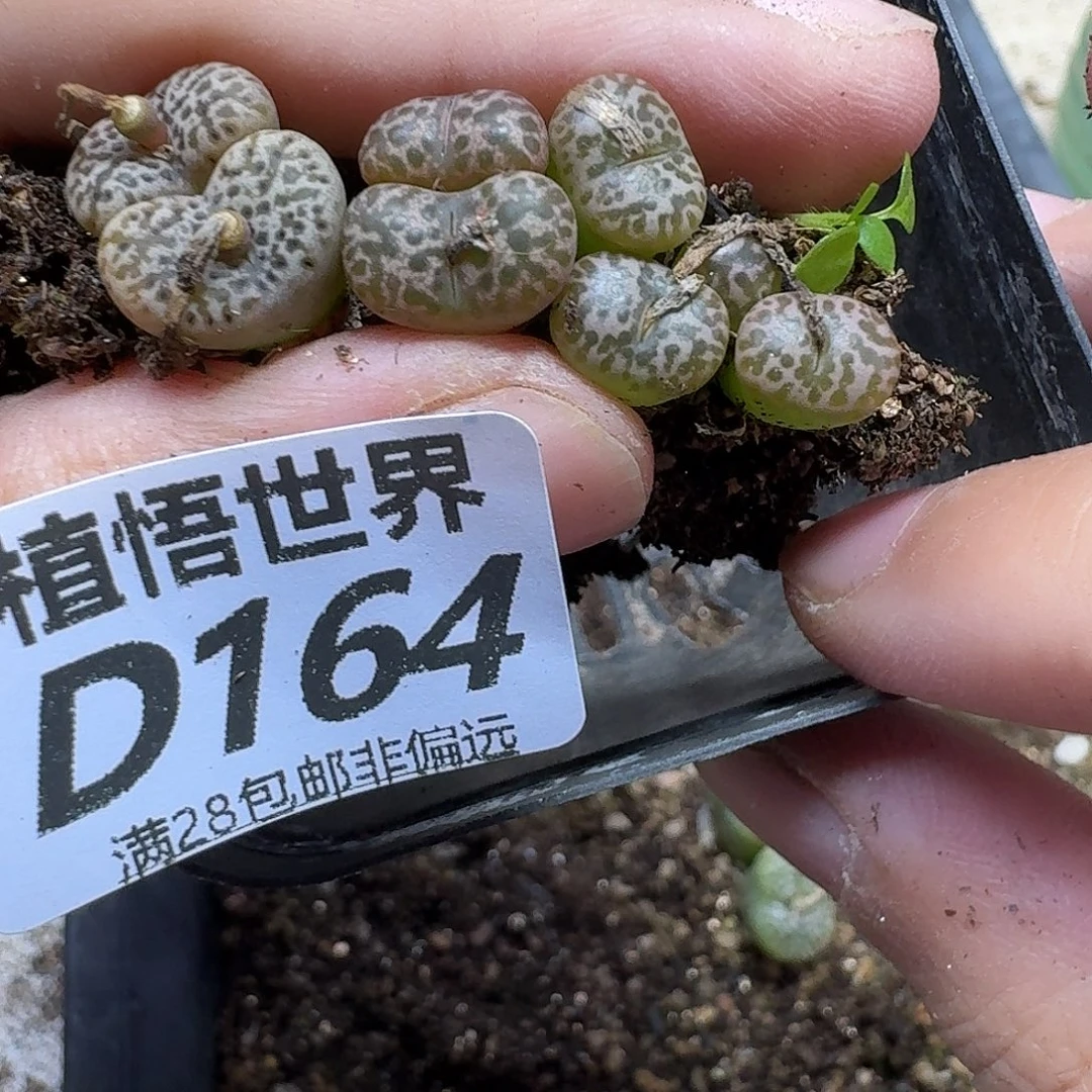 的润泽的润泽发的润泽fgh