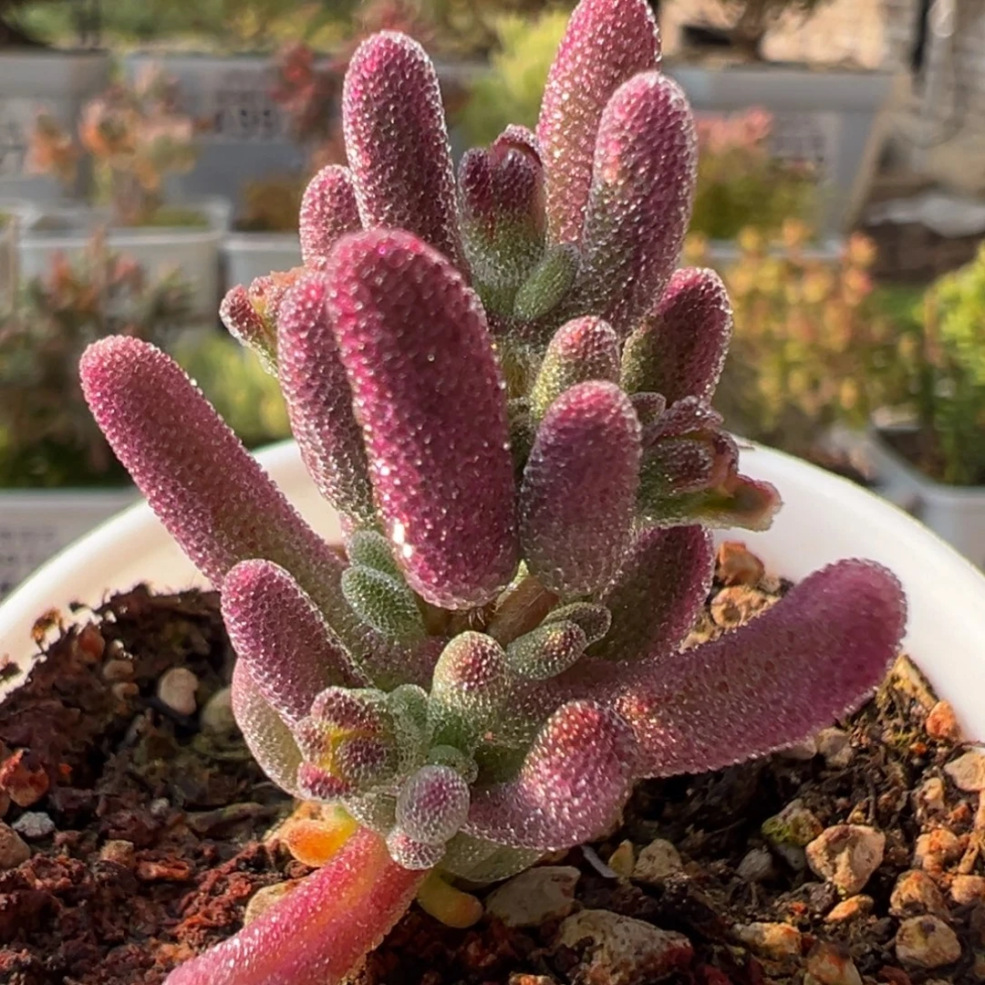 24-629超紫五圆盆一物一拍