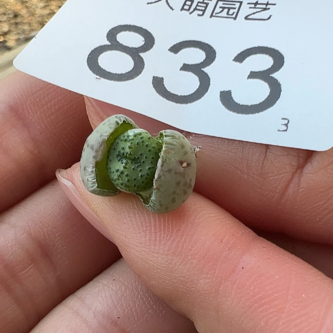 0000833一物一拍……