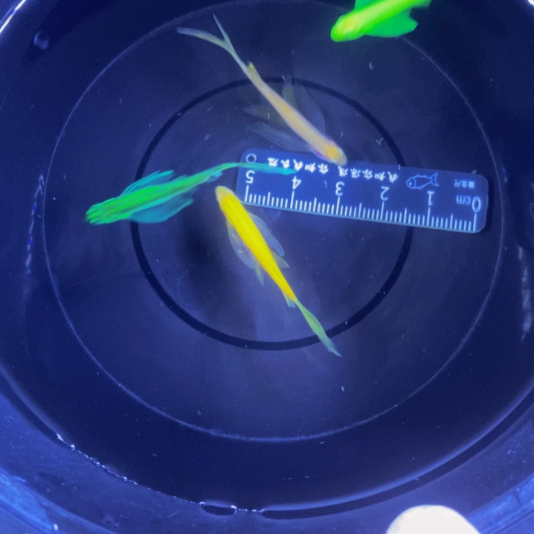 斑马鱼蝶翼斑马自选小号4条