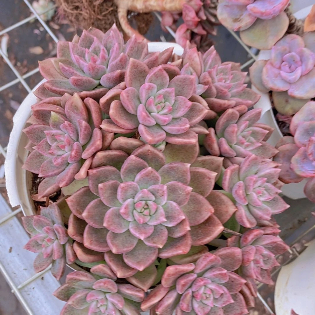 油漆桶多头群生老桩包红