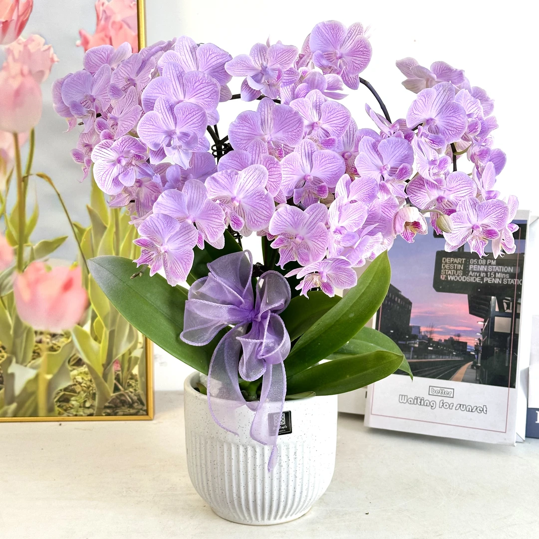 【樱花】室内蝴蝶兰花盆栽开花株 四季好养护绿植叶片