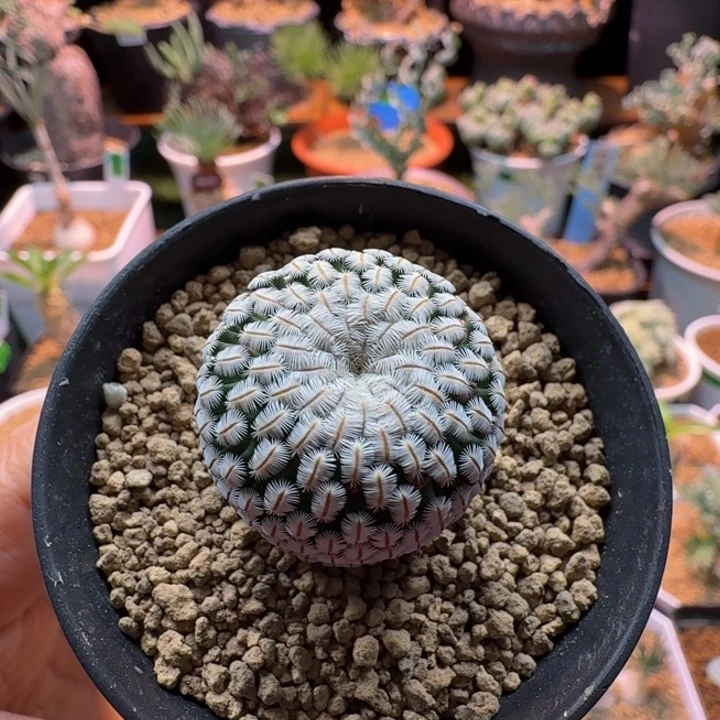 白斜子850 仙人球