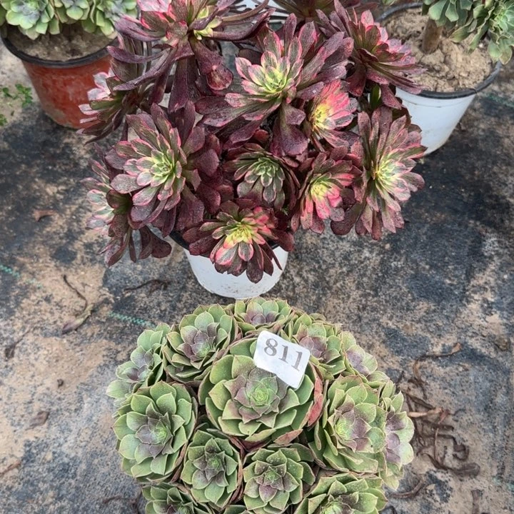 811万圣节➕烟花包邮。