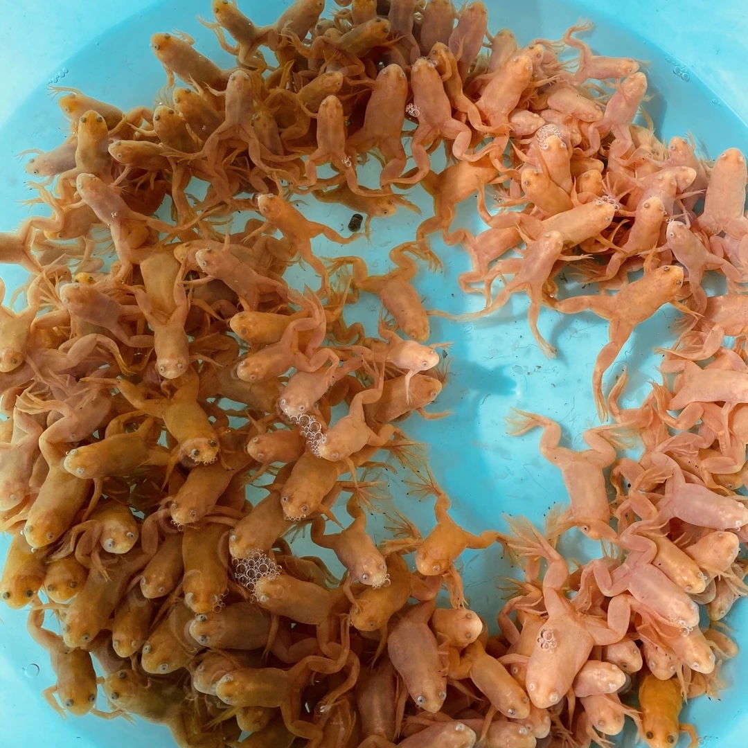 容易饲养的小金蛙招财蛙宠物蛤蟆