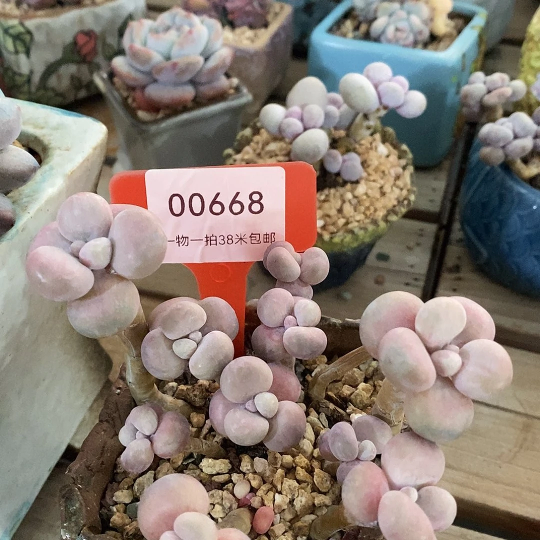 00668奥体v摩擦力