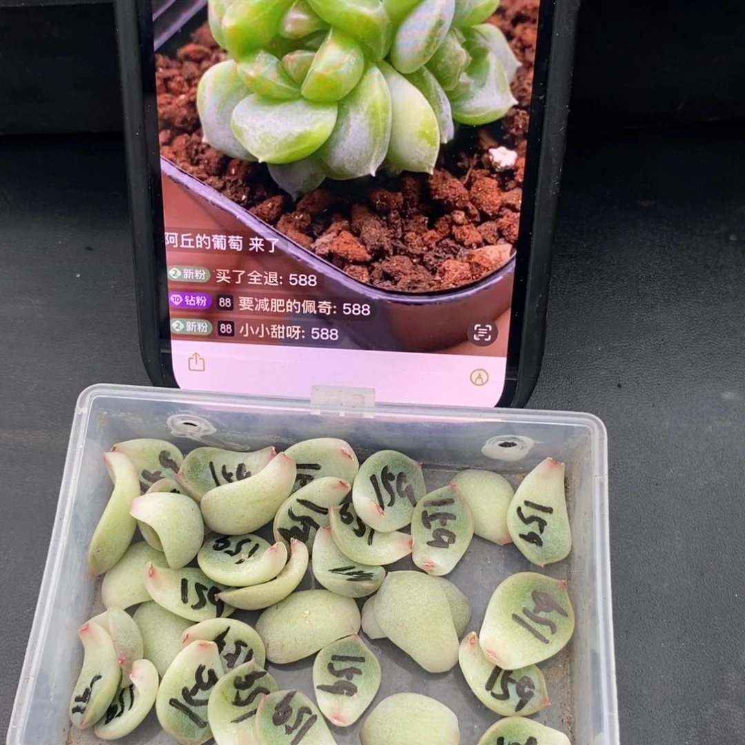 甜心159叶片一个