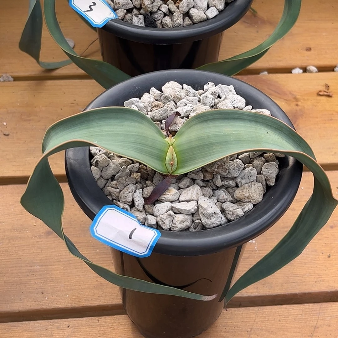 优选百岁兰，卷叶1号