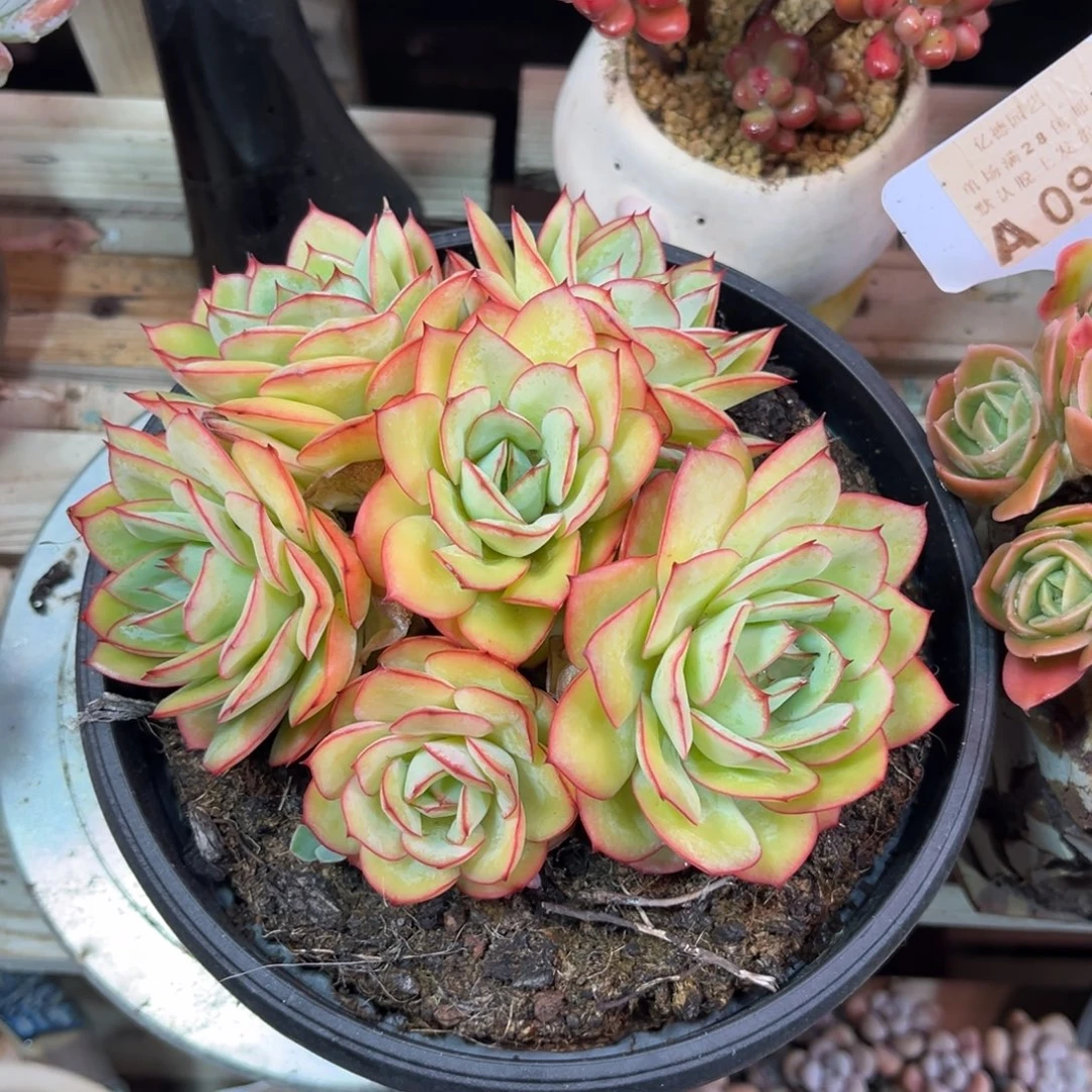 牡丹亭多肉植物duihen