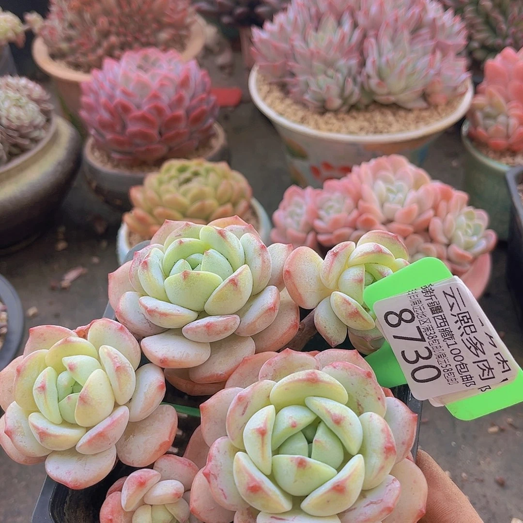 8730香草多肉植物