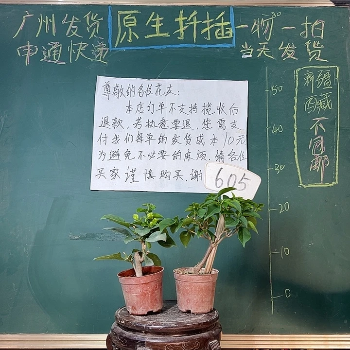 完全开放牙买加白掌中宝 绿叶水晶掌中宝605