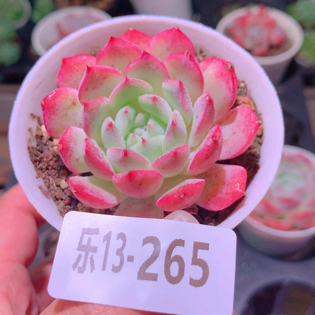乐然13-265 麻薯单头