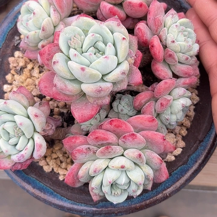 望舒自然群11111111