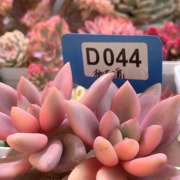 桃花源双头有根有