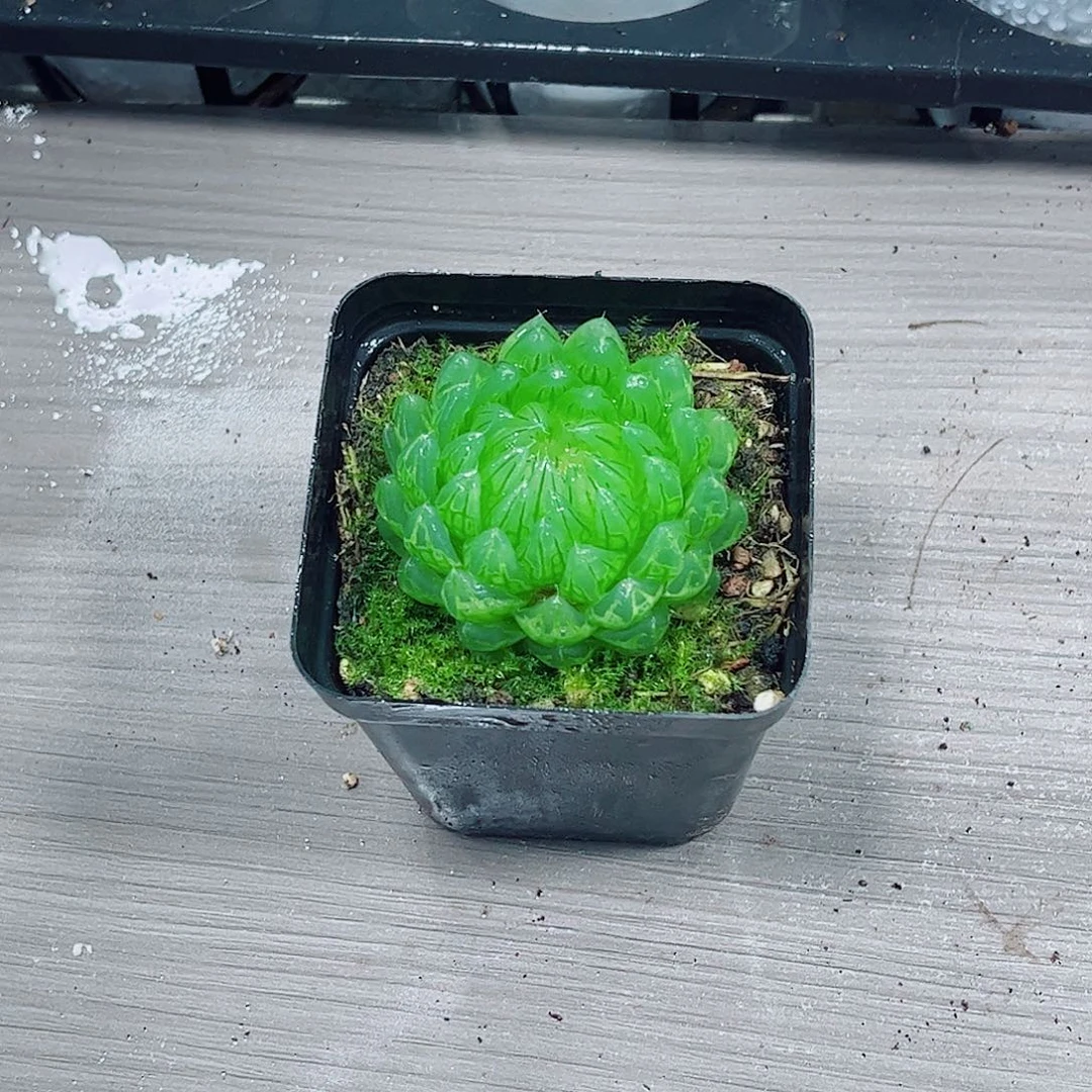 樱变女神一勿一拍