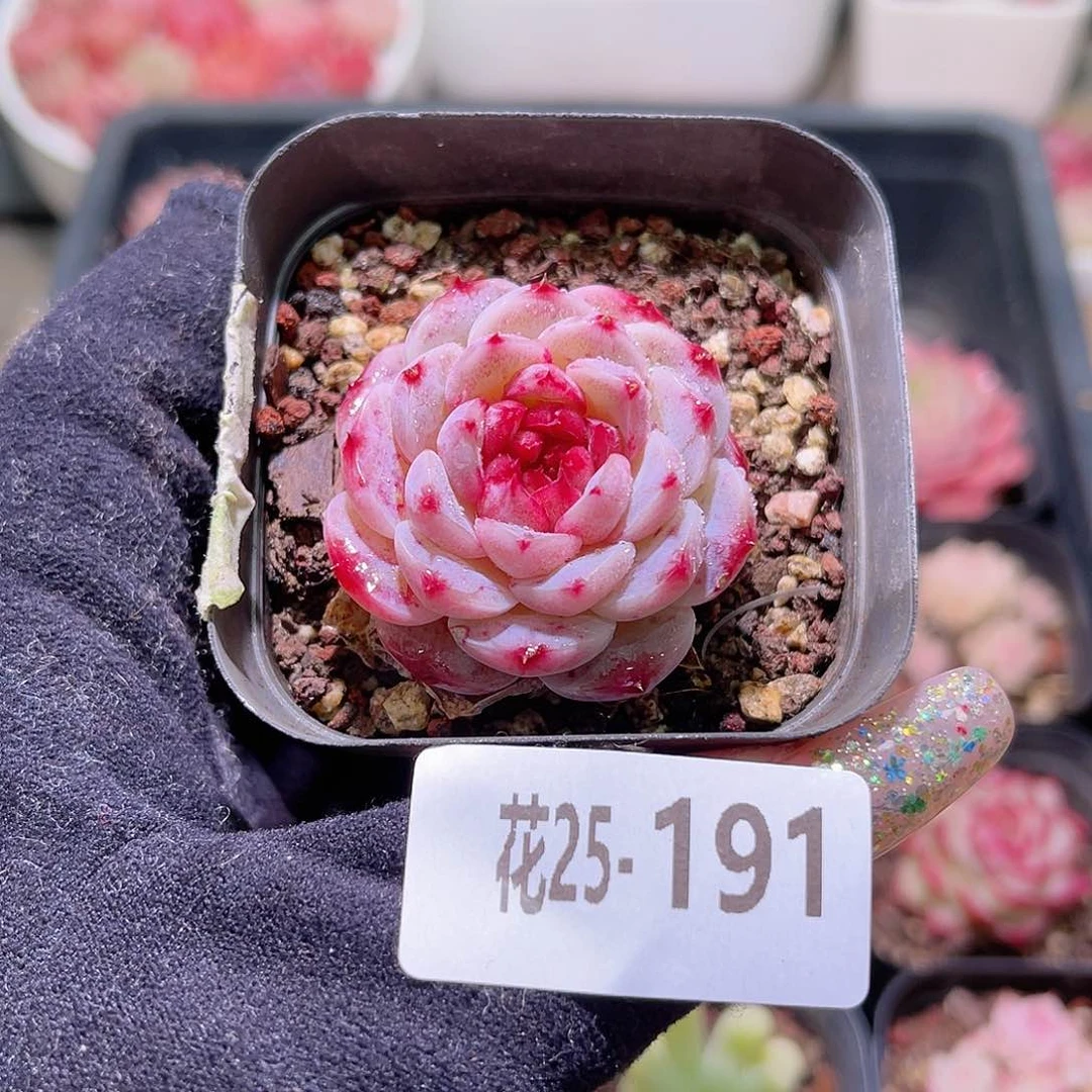 花利美25-191天鹅绒