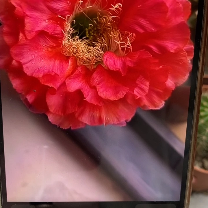 彩草红180号侧芽2.5公分左右