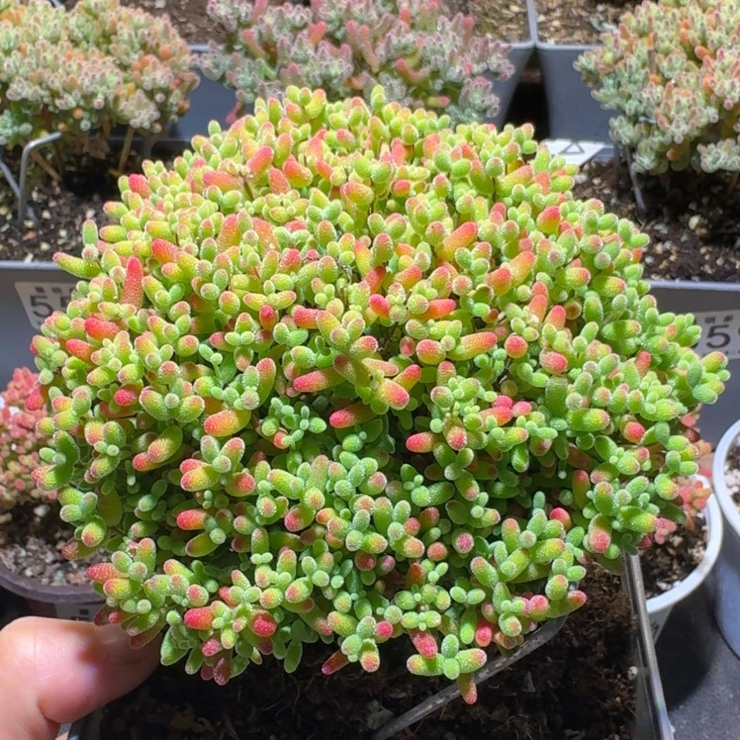 蜜橘糖球枝干番杏565