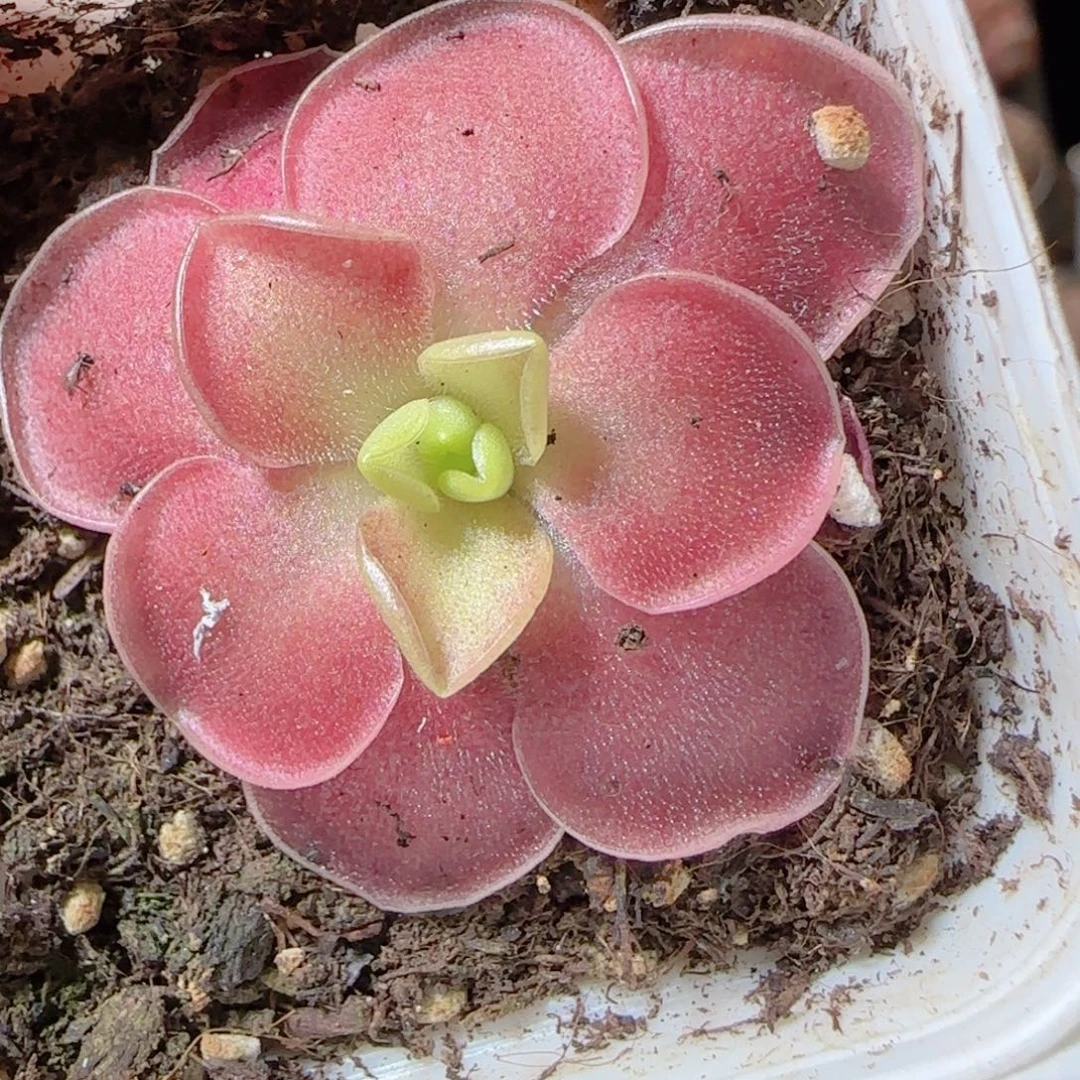 花语多肉1224-40赛题捕虫堇